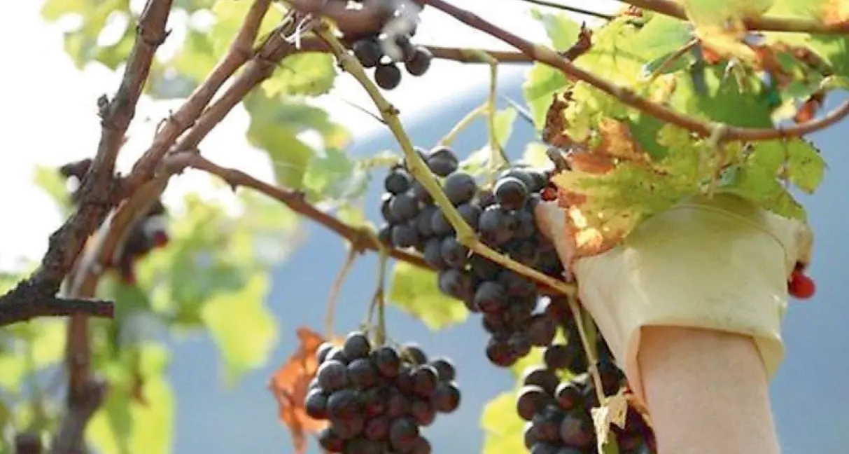 Coop agricole, deboli fatturati. C’è un calo nei consumi di vino