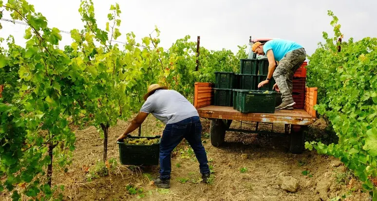 Raccolta, mancano i braccianti: l'Alto Adige punta anche sugli anziani al lavoro