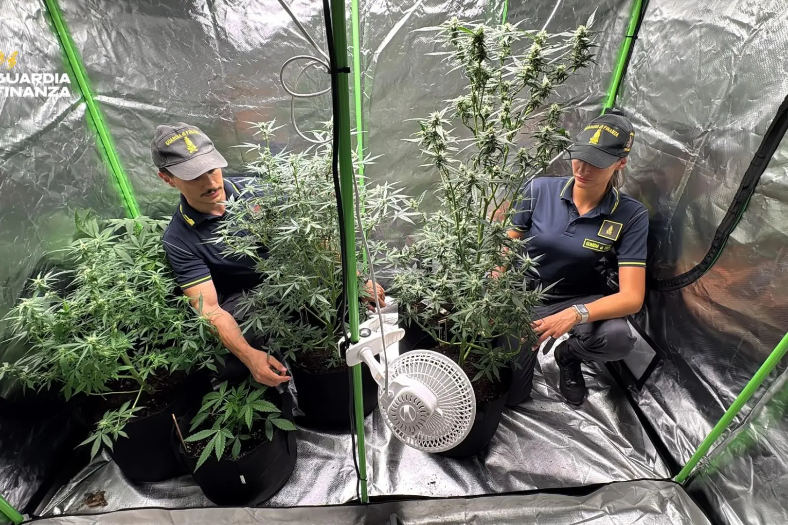 Serra hi-tech della marijuana nel bosco: giovane denunciato ad Andriano
