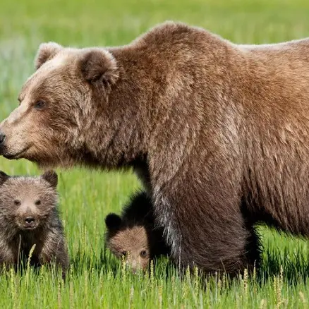 Falso allarme orso ad Appiano: era un cane