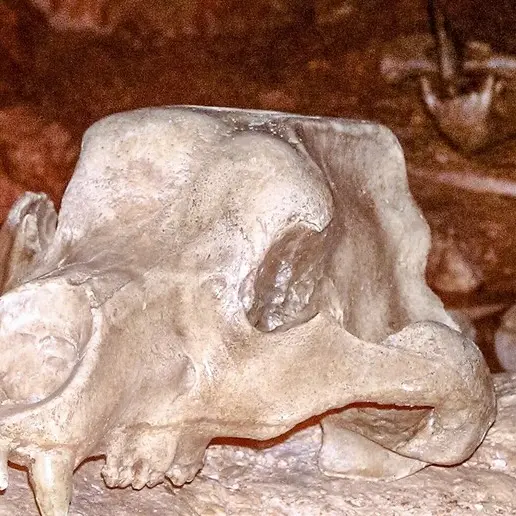 Cima di Conturines: ritrovati fossili di orsi delle caverne