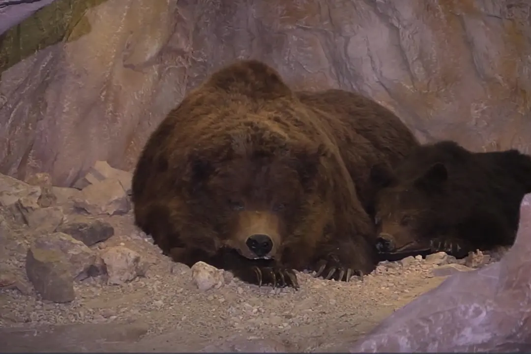 Nuovo ritrovamento di Ursus Ladinicus in Alto Adige