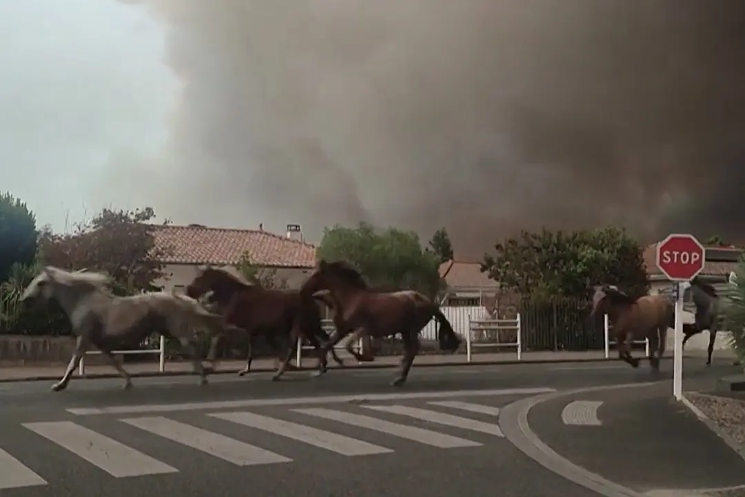 Francia, incendio a Biscarrosse: cavalli in fuga spaventati dal rogo