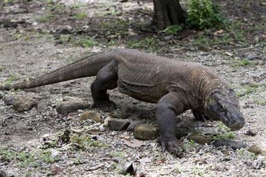 Area transennata di Montichiari con droni in volo e trappole di contenimento predisposte per la ricerca di un varano, immagine di approfondimento
