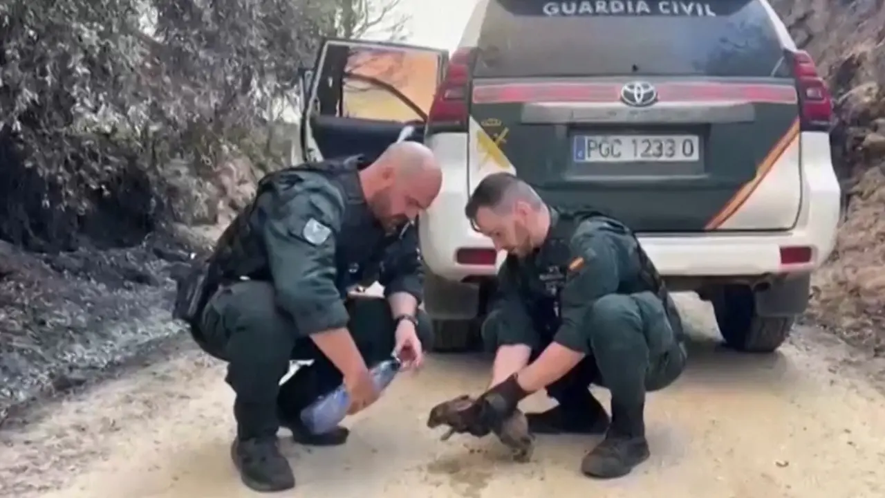 Incendi in Spagna e Francia, disagi anche per gli animali