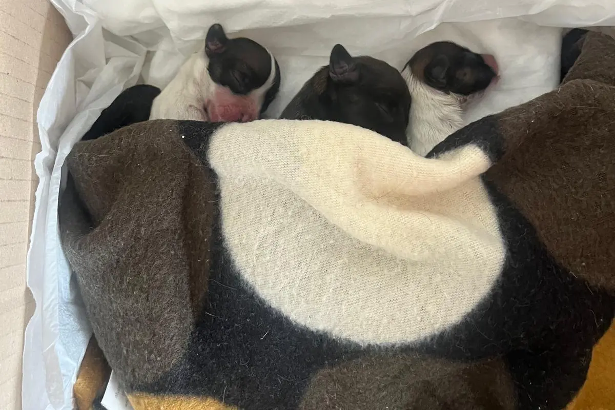 Tre cuccioli abbandonati in un sacchetto di nylon: due sono morti