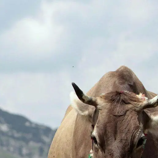 Venne travolto da mucche al pascolo: risarcimento di oltre 113 mila euro