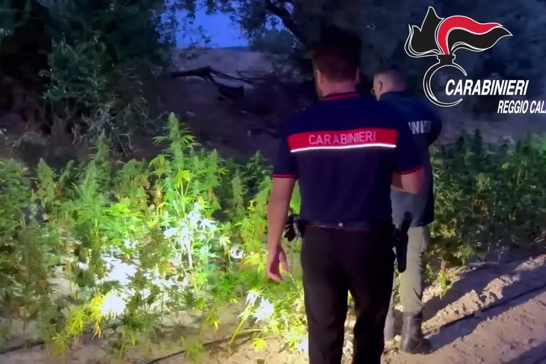 Maxi piantagione di canapa indiana scoperta nel reggino: 1200 arbusti