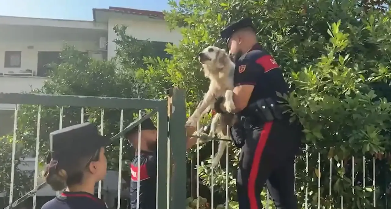 Sisma ai Campi Flegrei, salvato un cane bloccato in un edificio inagibile