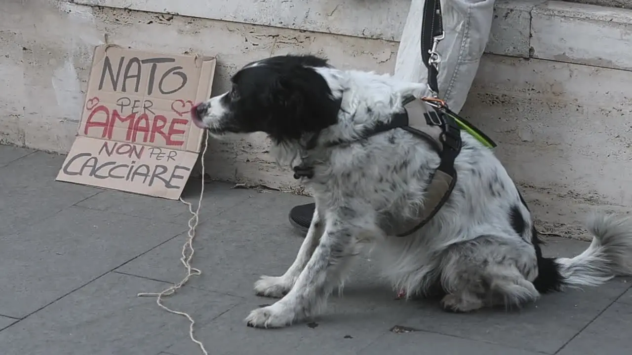 Caccia, protesta contro la legge \"spara-tutto\": \"No alle sentenze di morte\"
