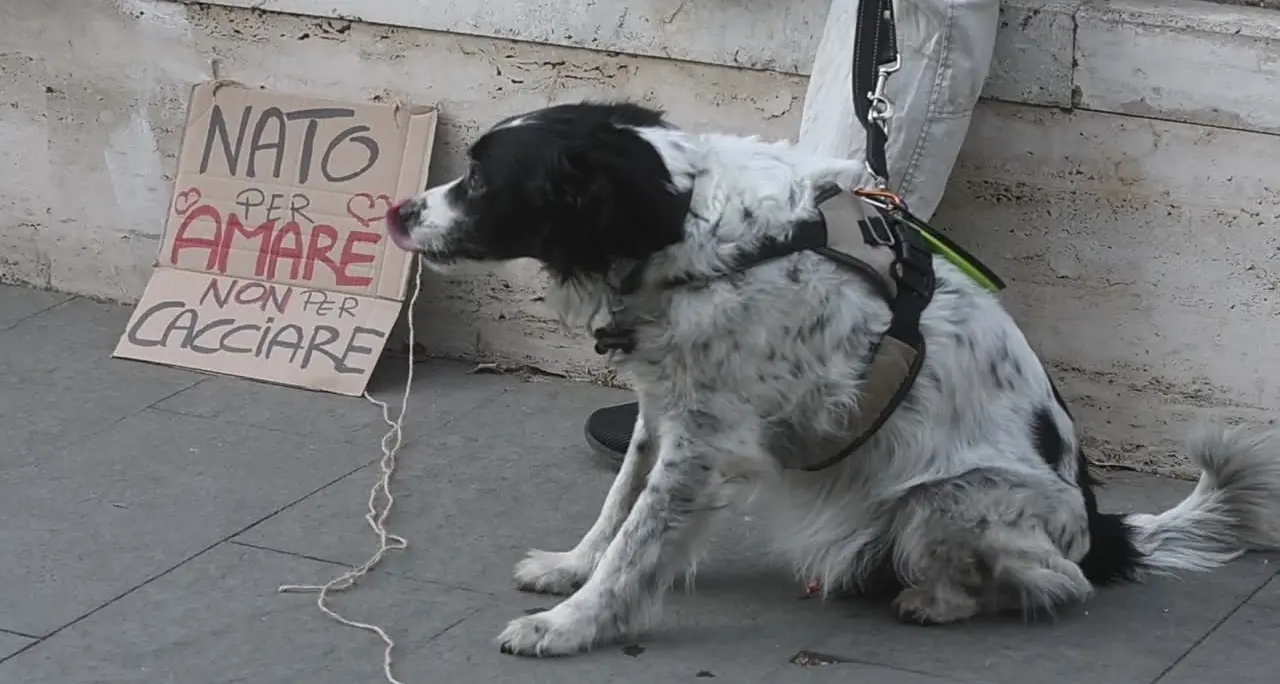 Caccia, protesta contro la legge \"spara-tutto\": \"No alle sentenze di morte\"