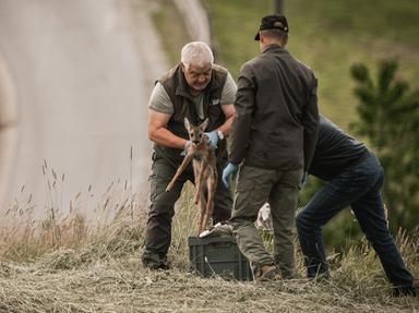 Oltre mille volontari in campo: in Alto Adige salvati 2.634 caprioletti dalle falciatrici