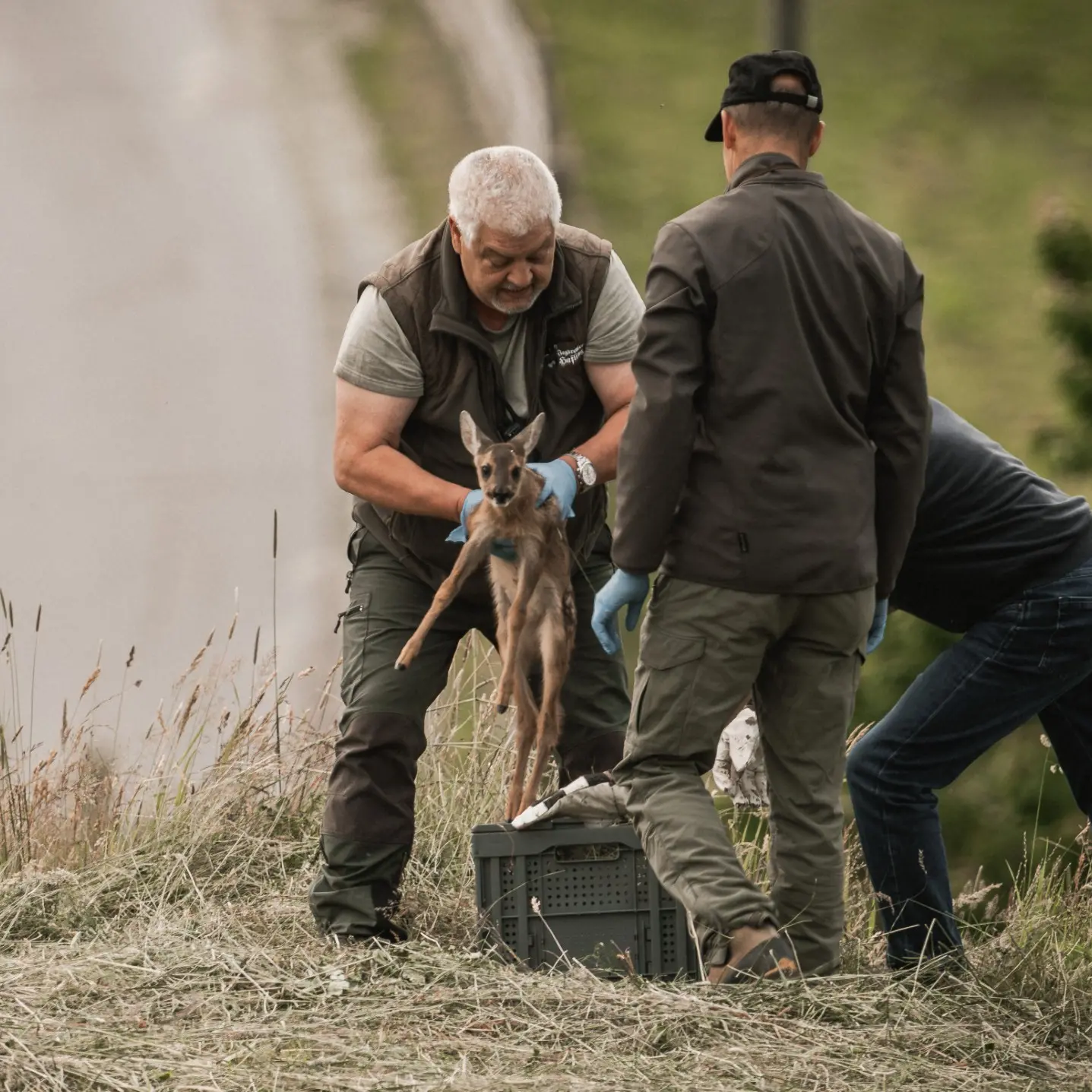 Oltre mille volontari in campo: in Alto Adige salvati 2.634 caprioletti dalle falciatrici