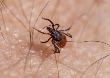Zecche in quota, oltre 490 segnalazioni