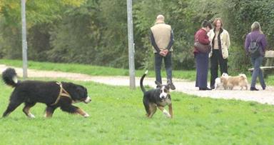 Bolzano tra le cinque città più amiche di cani e gatti