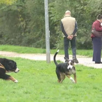 Bolzano tra le cinque città più amiche di cani e gatti