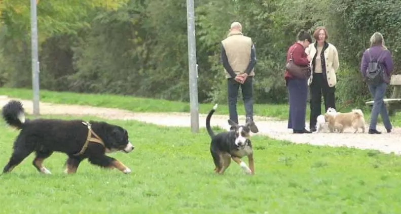 Bolzano tra le cinque città più amiche di cani e gatti