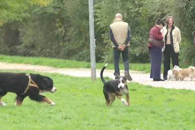 Bolzano tra le cinque città più amiche di cani e gatti