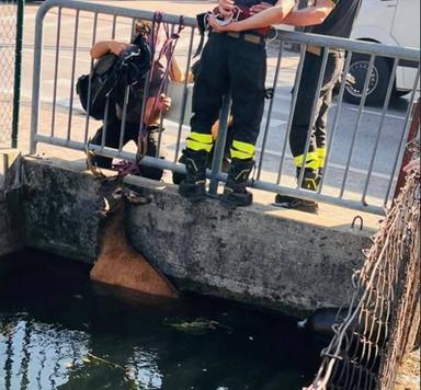 Cervo salvato dai vigili del fuoco dopo essere finito in una roggia