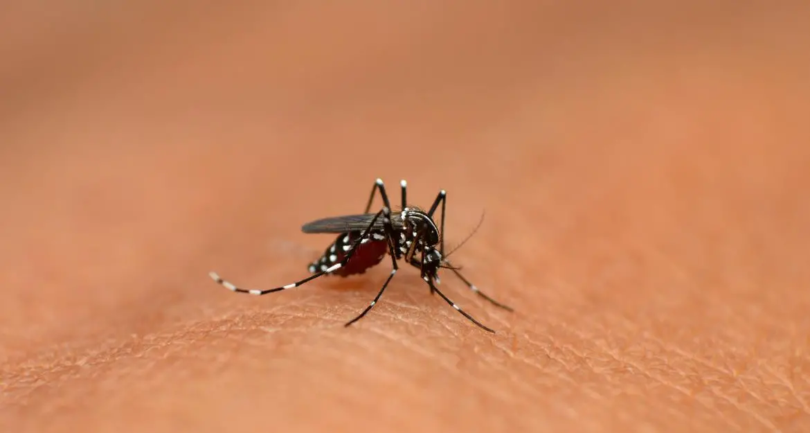 Carisolo, caso di Dengue: attivata la disinfestazione