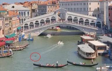 Delfino avvistato nel Canal Grande di Venezia: appello alla cautela