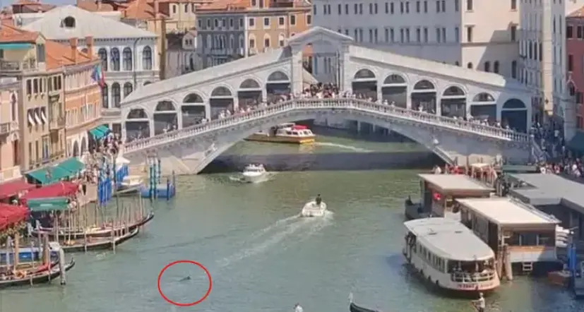 Delfino avvistato nel Canal Grande di Venezia: appello alla cautela