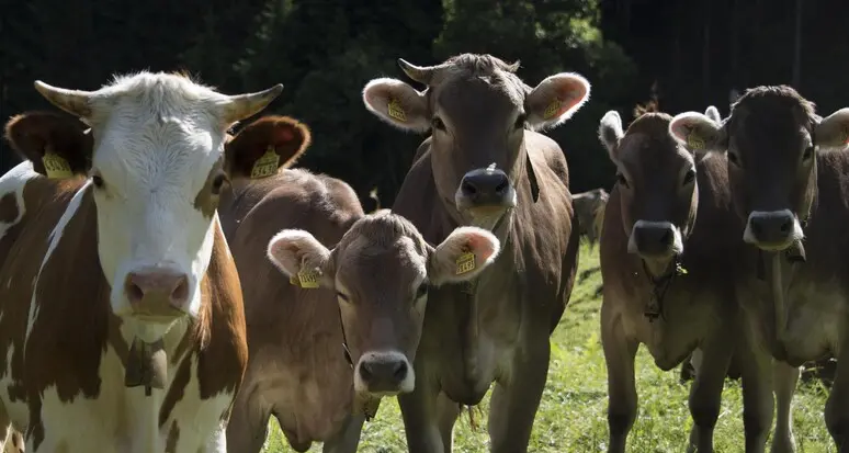 Mucche “alla riscossa” in A13: la fuga di bestiame e l’invasione di strada