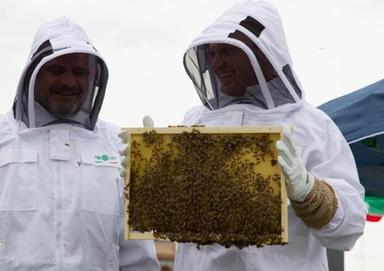 Ladri nell’apiario, migliaia di api muoiono per il miele