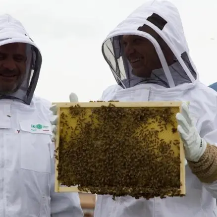 Ladri nell’apiario, migliaia di api muoiono per il miele