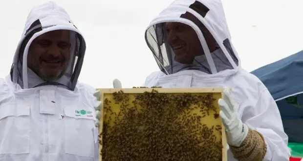 Ladri nell’apiario, migliaia di api muoiono per il miele