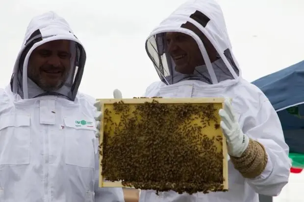 Ladri nell’apiario, migliaia di api muoiono per il miele