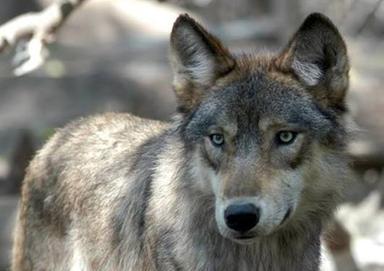 Lupo attacca per la terza volta un bambino: chiusi i parchi