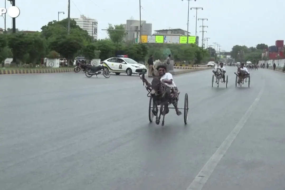 Gare di asini al galoppo per le strade di Karachi. Animalisti animali a rischi di lesioni ed esaurimento