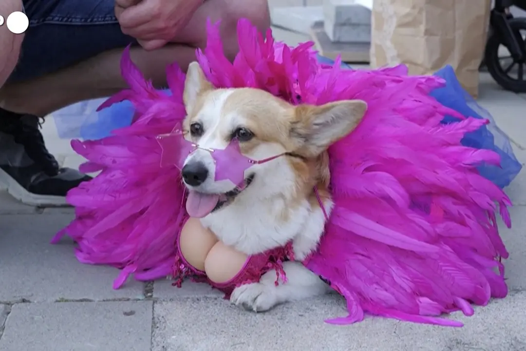 Corgi Race Vilnius, torna la corsa a quattro zampe nella capitale lituana