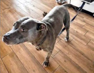 Cane trovato senza acqua e cibo: “Pronti a costituirci parte civile”