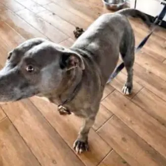 Cane trovato senza acqua e cibo: “Pronti a costituirci parte civile”