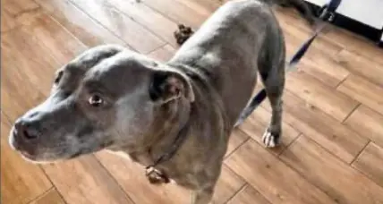 Cane trovato senza acqua e cibo: “Pronti a costituirci parte civile”