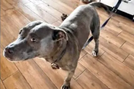 Cane trovato senza acqua e cibo: “Pronti a costituirci parte civile”
