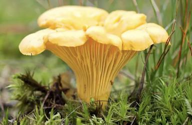 Raccogliere funghi: sì al gusto, no al rischio