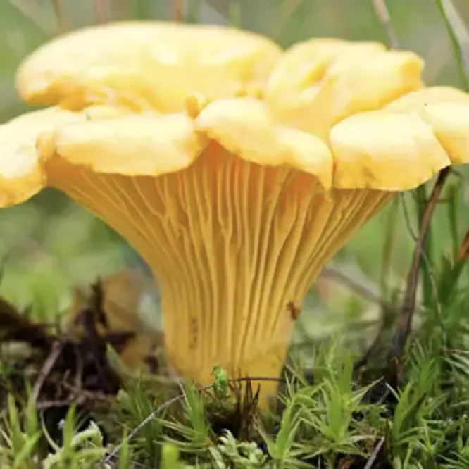 Raccogliere funghi: sì al gusto, no al rischio