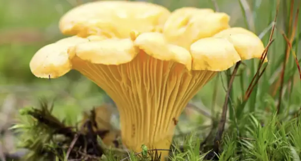 Raccogliere funghi: sì al gusto, no al rischio