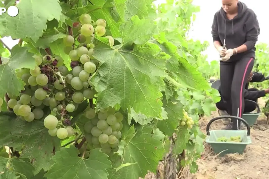 Champagne, vendemmia ultra-precoce nel 2026