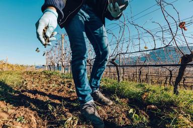 Dal letame dei bovini fertilizzanti per mele e vigneti
