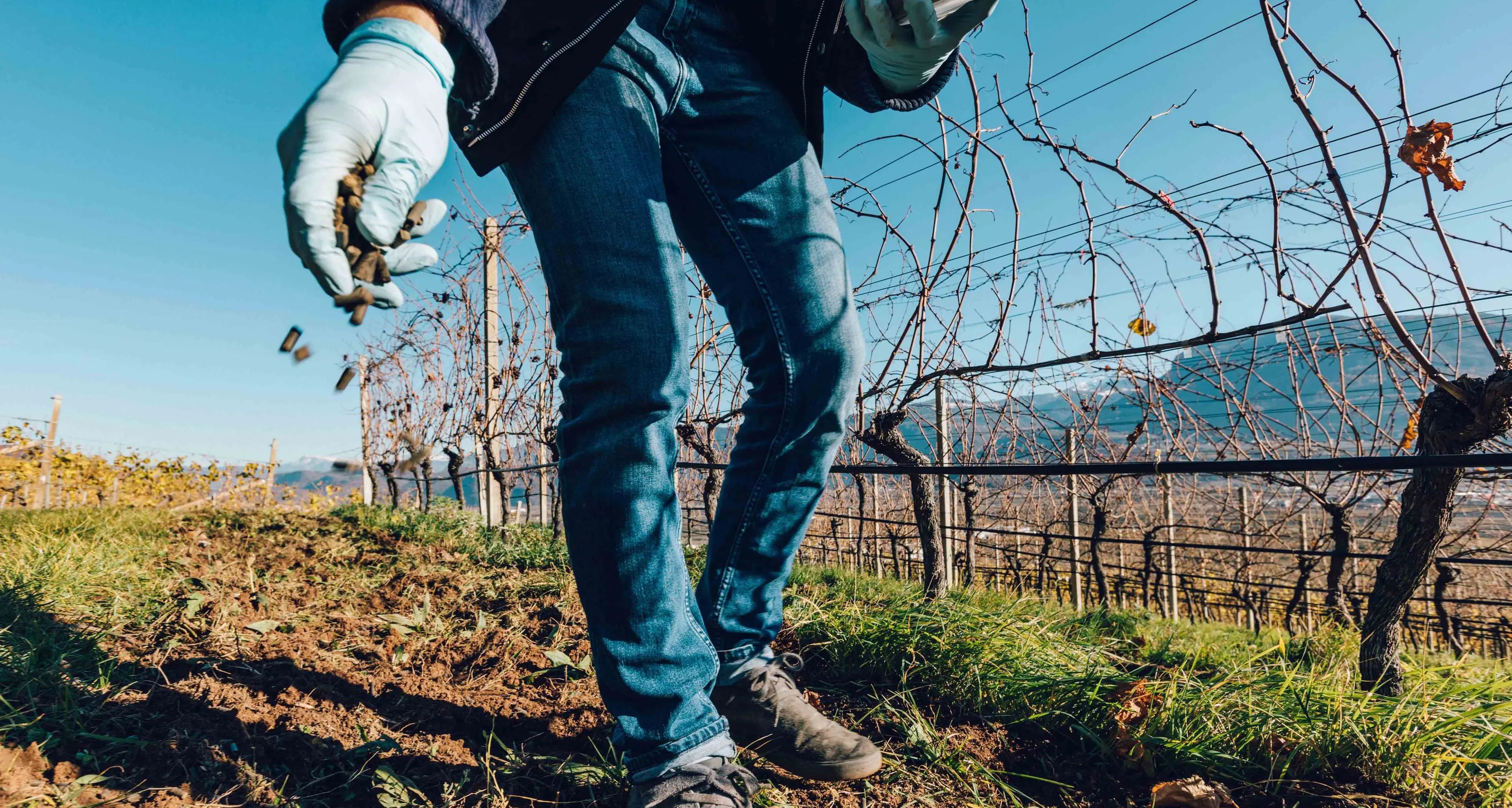 Dal letame dei bovini fertilizzanti per mele e vigneti