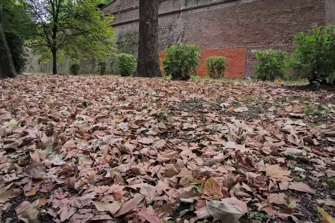 Caldo a Torino, foliage fuori stagione ai Giardini Reali