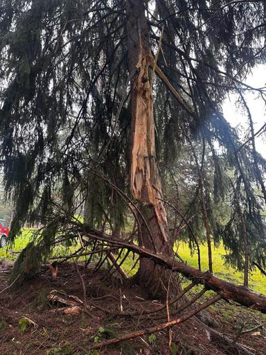 Fulmini sopra Ortisei: l’albero colpito – e abbattuto – in zona Col de Flam