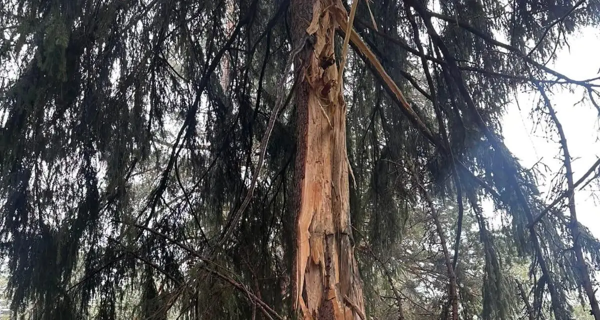 Fulmini sopra Ortisei: l’albero colpito – e abbattuto – in zona Col de Flam