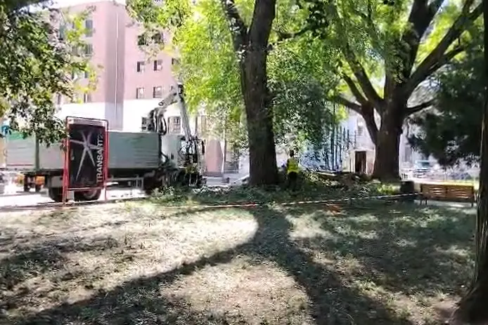 Via Laurin, la rimozione del legname dopo il crollo del ramo che ha ferito tre persone - Video