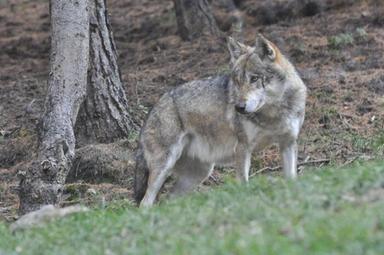 In Tirolo aumentano gli abbattimenti di lupi e crollano le predazioni