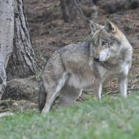 In Tirolo aumentano gli abbattimenti di lupi e crollano le predazioni